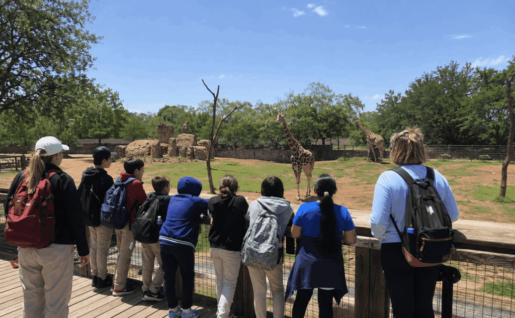 school group watching giraffes from a viewing deck during an abilene zoo field trip