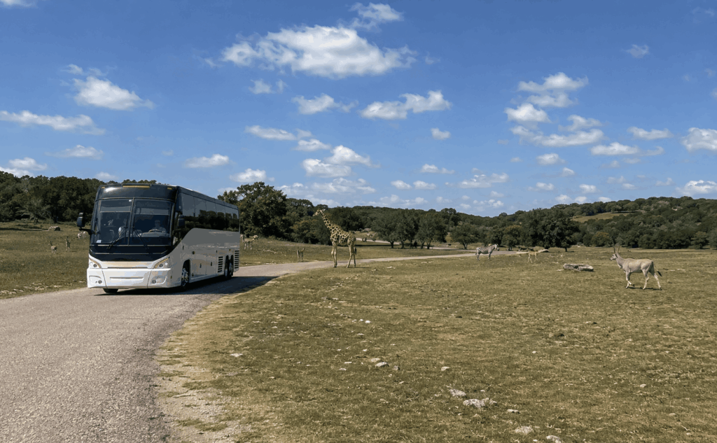 charter bus group watching wildlife during a drive through safari at fossil rim wildlife center near glen rose texas