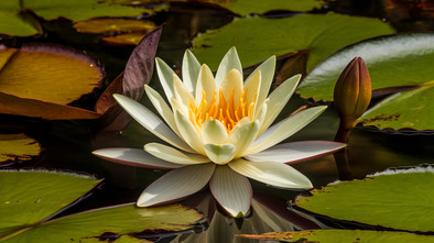 international waterlily collection