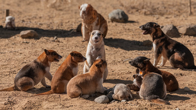 prairie dog town